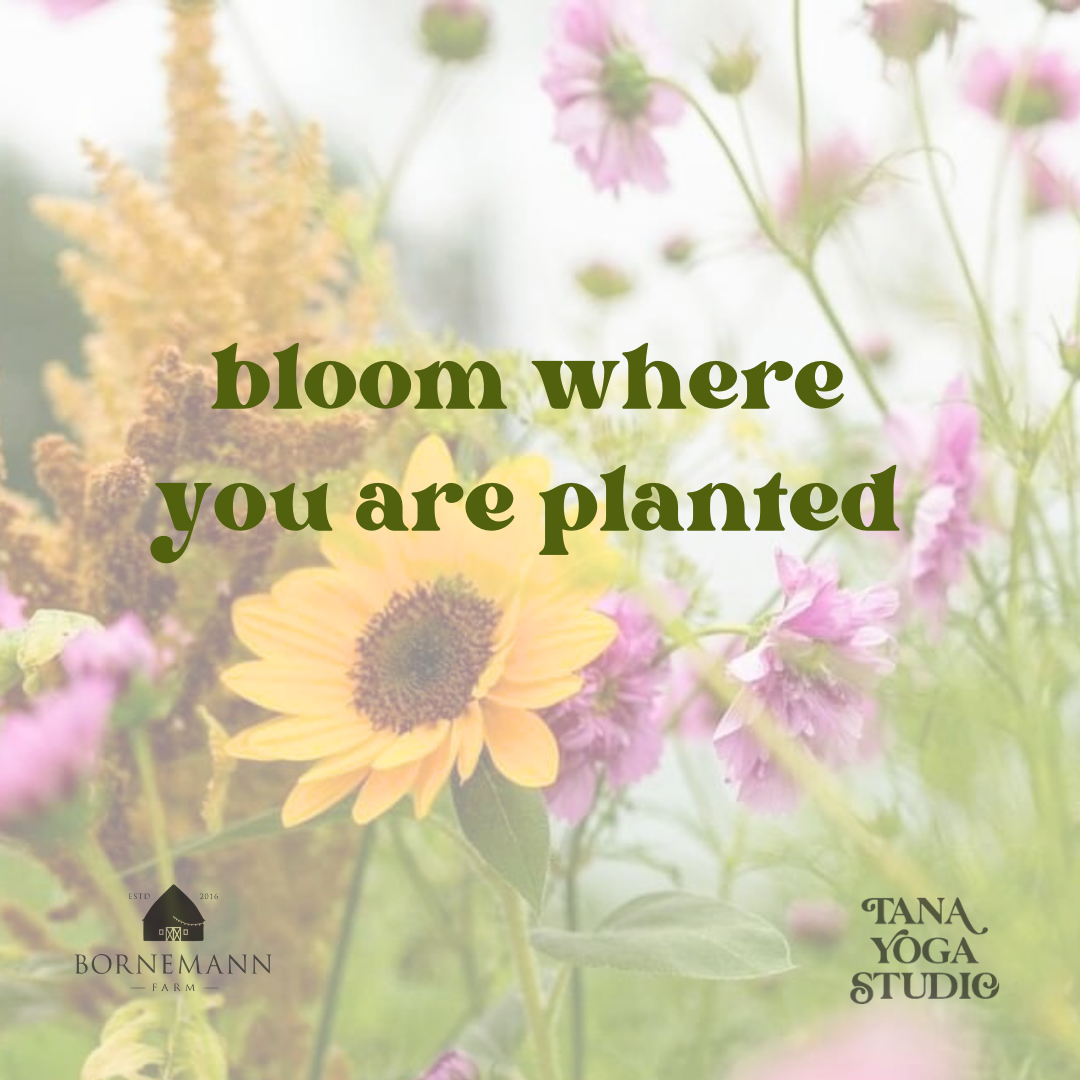 Bloom Where Planted